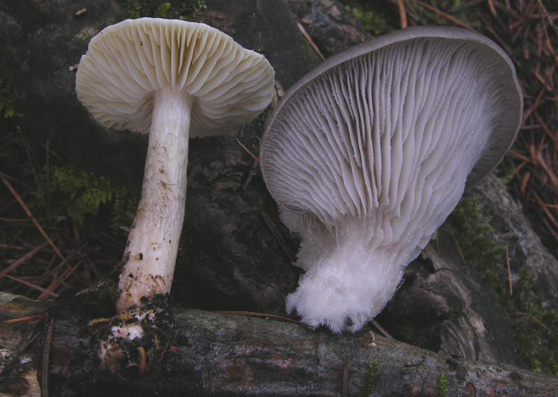 Funghi....dicembrini con alberto.....(parte 2)